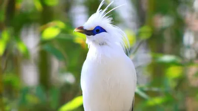 Кудрявая птица, белая птица, Искусственное перо из пенопласта, голубь,  рукоделие, птица, украшение «сделай сам», искусственное украшение, мини  декоративные птицы | AliExpress