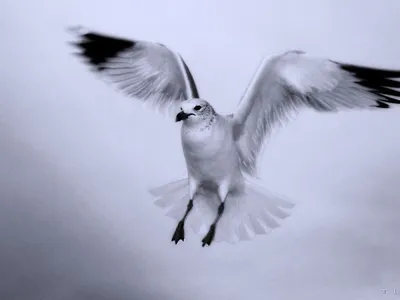 Белая птица огромная с длинными …» — создано в Шедевруме
