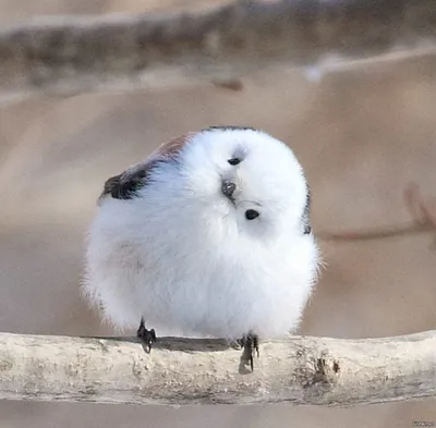 Искусственная белая птица стоковое фото. изображение насчитывающей  декоративно - 109981164