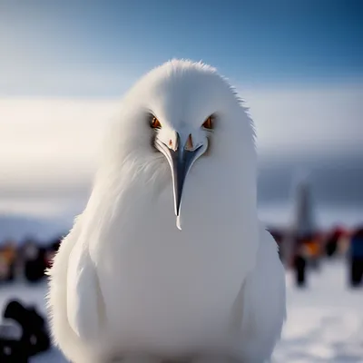 Белая птица с красным клювом - 66 фото