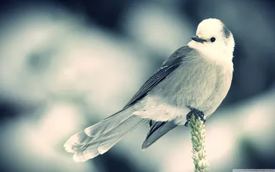 белая птица летит с расправленными крыльями под голубым небом, картинки  летать фон картинки и Фото для бесплатной загрузки