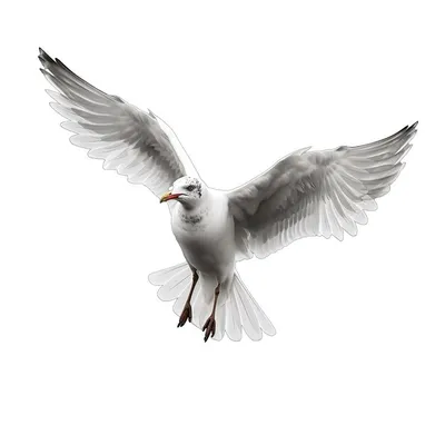 Голубь или голубь, белая птица Иллюстрация вектора - иллюстрации  насчитывающей бобра, символ: 101450319