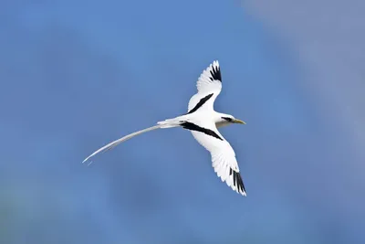 Белая птица с черными кончиками крыльев - 40 фото