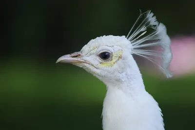 Большая белая цапля (Egretta alba). Птицы Казахстана.