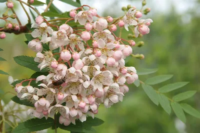 Рябина белая Кашмирская / Sorbus cashmiriana