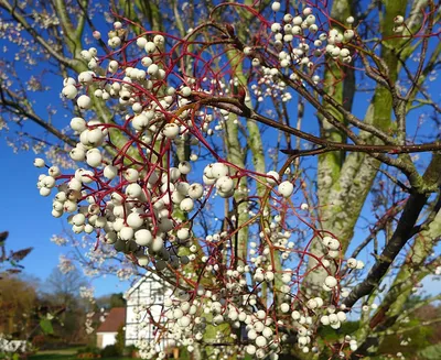 КедровЪ ГрадЪ | Рябина Белая Кене (Sorbus koehneana)