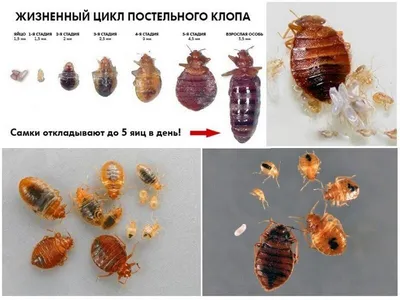 Как выглядят клопы домашние и почему их сложно распознать