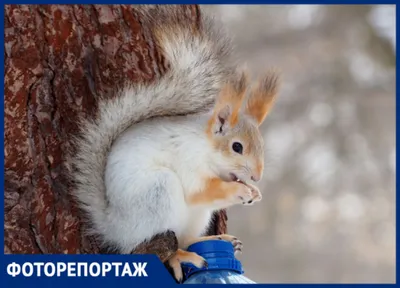 Белка в лесу :: Александр – Социальная сеть ФотоКто