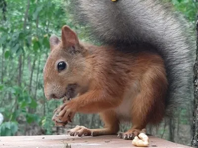 🐿️ Охота на белку: как поймать (приманить) ловушкой в лесу, сезон охоты -  GetHunt