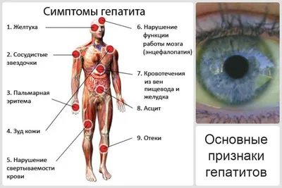 Как болезни печени изменяют нашу кожу? — ThePharma.Media