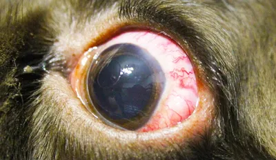 Бельмо на глазу у собаки: фото, лечение в домашних условиях, причины,  симптомы, профилактика
