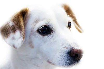 За обнаружение породистой собаки с бельмом на глазу кемеровчанам пообещали  вознаграждение - МК Кузбасс