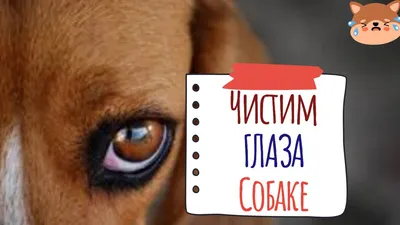 Пигментные пятна на роговице у собаки 🙈Глазная болезнь у мопса 👀 Как  применять глазную мазь собаке 🫣 - YouTube