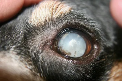 Глазные болезни собак - консультации ветврача-офтальмолога Комарова С.В. -  Страница 22 - Кожные заболевания, аллергия, уши, глаза, подушечки лап -  Лабрадор.ру собаки - ретриверы