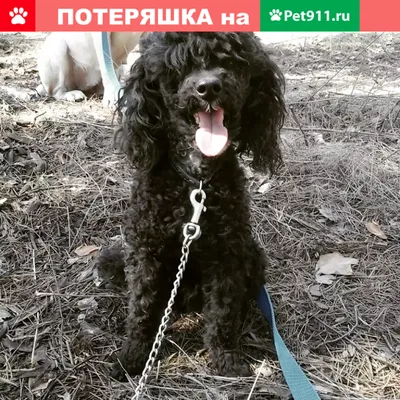 Найден кобель с бельмом на глазу на ул. Петрищева, 17 | Pet911.ru