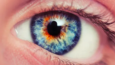 15 Удивительных фактов о глазах | Евгений Гаврилов - Истории из жизни | Дзен