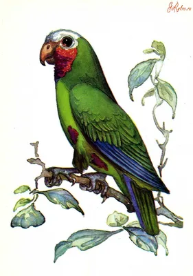 Белоголовый амазон Куба, ручной попугай Амазон: 749 $ - Пташки Київ на Olx