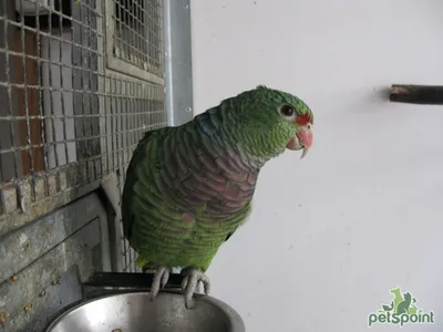 Винногрудый амазон / Amazona Vinacea - PetsPoint.ru