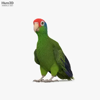 Зеленощёкий амазон 3D model - Скачать Животные на 3DModels.org