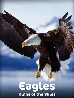 Prime Video: Eagles - Kings of the Skies