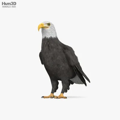 Белоголовый орлан для печати 3D модель - Животные на 3DModels