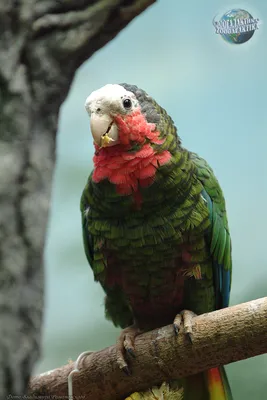 Мудрость и долголетие попугаев | Химия и Жизнь | Дзен