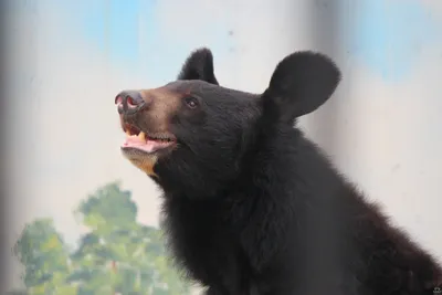 Гималайский медведь обитает в одиночестве | Asiatic black bear, Bear  species, Black bear