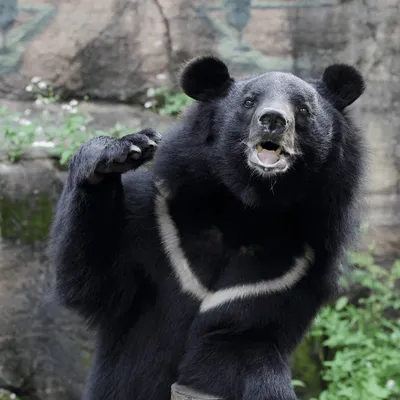 Гималайский медведь (Ursus thibetanus) — Зоопарк «Лимпопо» г. Нижний  Новгород – Нижегородский зоопарк