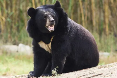 Белогрудый медведь Ursus thibetanus (частичный альбинос) Государственный  Дарвиновский музей