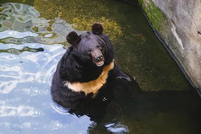 ФотографиЯ : Гималайский медведь