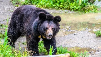 Гималайский Медведь, Тибетский Черный Медведь, Ursus Thibetanus Фотография,  картинки, изображения и сток-фотография без роялти. Image 49643787