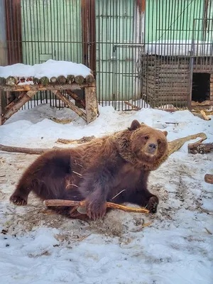 Гималайский медведь в Хабаровском крае покусал двух грибников