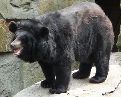 Уссурийский белогрудый (гималайский) медведь – Selenarctos (Ursus)  thibetanus ussuricus. Экспозиция Вольер медведей. Сахалинский  зооботанический парк.