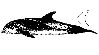 Беломордый дельфин фото 71 фото