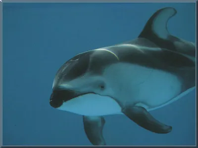 Беломордый дельфин | шокконтент | Дзен