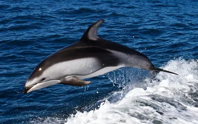 Дельфин беломордый | Млекопитающие