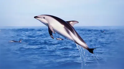 Все о беломордых дельфинах | ВКонтакте