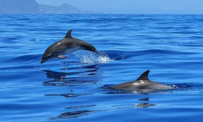 Серый дельфин (дельфин Риссо) | Пикабу