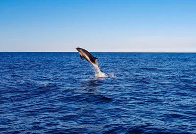 Серый дельфин на белом фоне изоляции Стоковое Фото - изображение  насчитывающей тропическо, море: 211001878