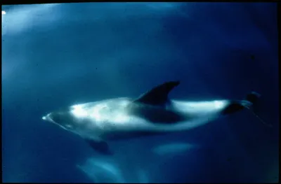 Стая дельфинов у берегов Закинфа - Афинские Новости