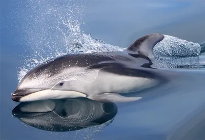 Мурманчанин запечатлел беломордых дельфинов в акватории Ура-Губы |  Информационное агентство «Би-порт»