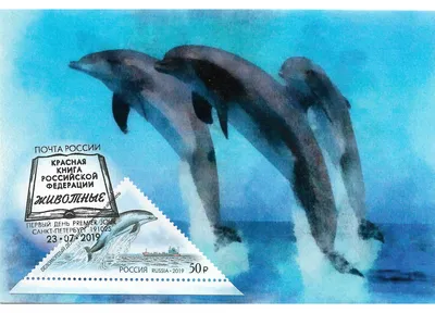 Серый дельфин Акварель жильца моря : Иллюстрация штока - иллюстрации  насчитывающей чертеж, собрано: 143593340