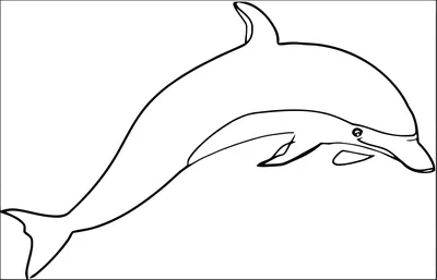 Беломордый дельфин: описание, чем питается, где обитает