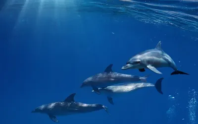 Беломордые дельфины | VIZARD | Дзен