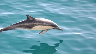 Серый дельфин Risso's Dolphin (Grampus griseus) Grey Dolphin — DRIVE2