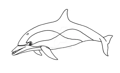 Беломордый дельфин раскраска - 59 фото