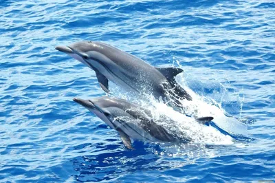 Белый, черный, серый дельфин, плавающий под водой, изображение | Премиум  Фото