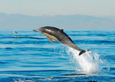 Беломордый дельфин (74 фото) - красивые фото и картинки pofoto.club