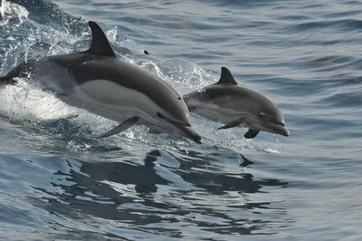 Беломордый Дельфин - 72 фото