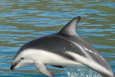 Чудеса Красного Моря on X: \"Морщинистозубый дельфин Длиннорылый продельфин  Серый дельфин Малфоя косатка Бутылконосный дельфин https://t.co/2oD8TNclkJ\"  / X